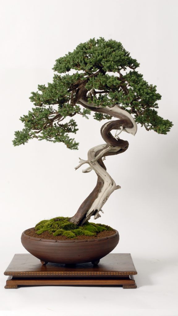 Bonsai, fotografia originală din pagina Franciză
